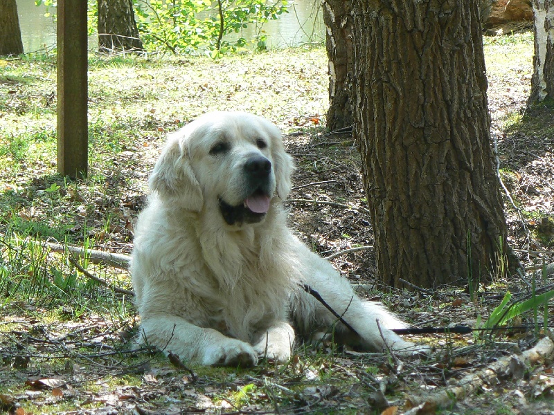 Publication : de la chapelle de Binson 
