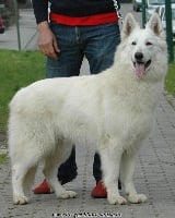 Étalon Berger Blanc Suisse - Happy lunalee Of haley's future