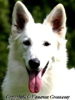 Étalon Berger Blanc Suisse - Indirales schine Of haley's future