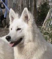 Étalon Berger Blanc Suisse - CH. Vif argent Du Bois Des Ternes