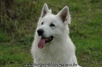 Étalon Berger Blanc Suisse - Eros De vi pasay