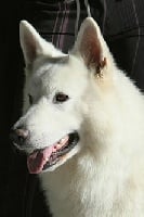 Étalon Berger Blanc Suisse - CH. Sgazon De vi pasay