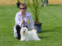 Étalon Bichon maltais - CH. Astro du domaine de l'Aristochien