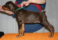 Étalon Dobermann - Lara shamp de bella y feliz estrella