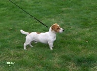 Étalon Jack Russell Terrier - Bosco Des p'tits chupa chups