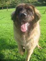 Étalon Leonberger - Viatka domaine de tutti fault