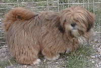 Étalon Lhassa Apso - Umpai de L'Espace Bleu Entre Les Nuages