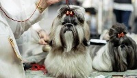 Étalon Shih Tzu - Xjazz Van chin te lung