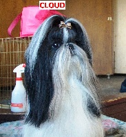Étalon Shih Tzu - Cloud (Sans Affixe)