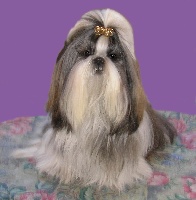 Étalon Shih Tzu - Ellesharon Shen Mei Li