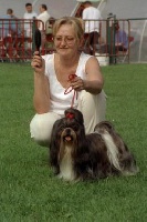 Étalon Shih Tzu - Satshmo (Sans Affixe)