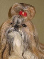 Étalon Shih Tzu - CH. Zucchero Van chin te lung