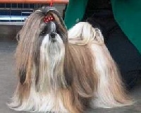 Étalon Shih Tzu - CH. Higtsociety Di casa corsini