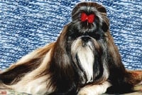 Étalon Shih Tzu - CH. Valentino Van chin te lung