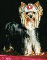 Étalon Yorkshire Terrier - Shanel de L'Adoree Peneloppe