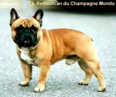 CH. (Sans Affixe) Belboulcan du champagne mondo