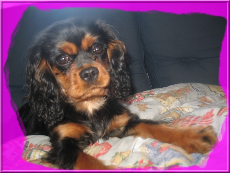 Publication : Des Coups De Pattes 