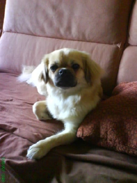 Bei-ling De la vallee de simba