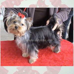 Publication : d'Ayrosa 