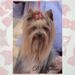 Venus de l'adoree peneloppe