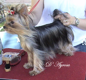 Publication : d'Ayrosa 