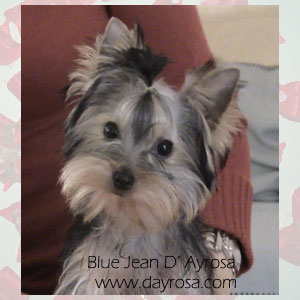 Publication : d'Ayrosa 