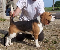 Étalon Beagle - Dufosee Orville