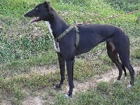 Étalon Greyhound - Black velocity (Sans Affixe)