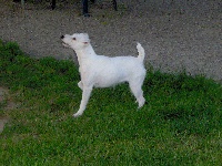 Étalon Jack Russell Terrier - Swany De la combe saint thibaut