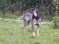Étalon Petit bleu de Gascogne - Bleu des Bauges du Senepy