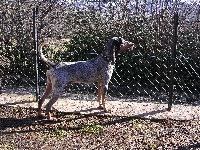 Étalon Petit bleu de Gascogne - Ago du pays de mandrin