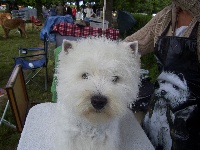 Étalon West Highland White Terrier - Blewenn gwen des vieux bateaux