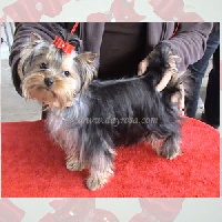 Étalon Yorkshire Terrier - Lets dance d'Ayrosa