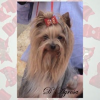 Étalon Yorkshire Terrier - Venus de l'adoree peneloppe