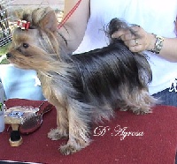 Étalon Yorkshire Terrier - qoccle's Karissima