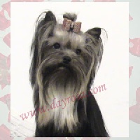 Étalon Yorkshire Terrier - Another-jewel du Gué de l'Adour