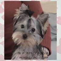 Étalon Yorkshire Terrier - Blue jean d'Ayrosa