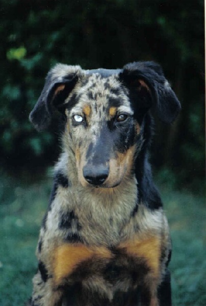 Publication : de Kalodé