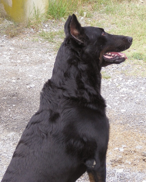 Publication : Des loups du coin de la fontaine