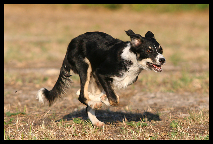 Publication : Flying Hotdogs