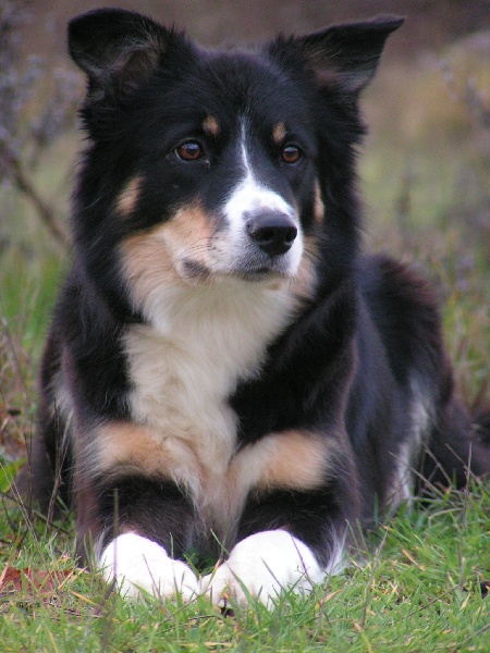 Publication : Ready for Trouble 