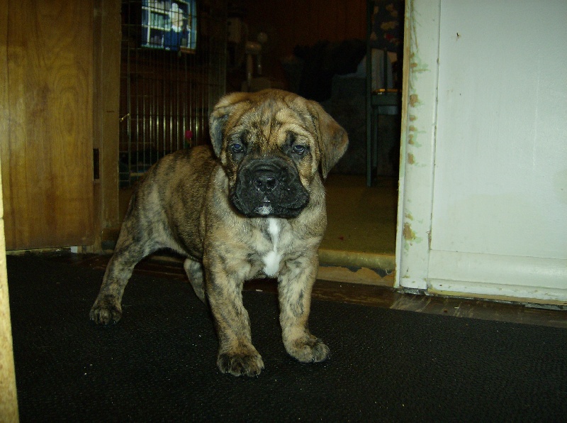 Publication : des doux Molosses 