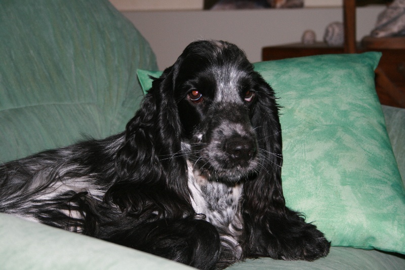 Publication : La plombiere du clos