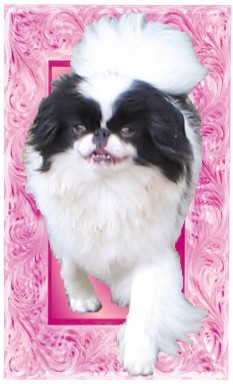 Palmenhof's melody Titre Initial