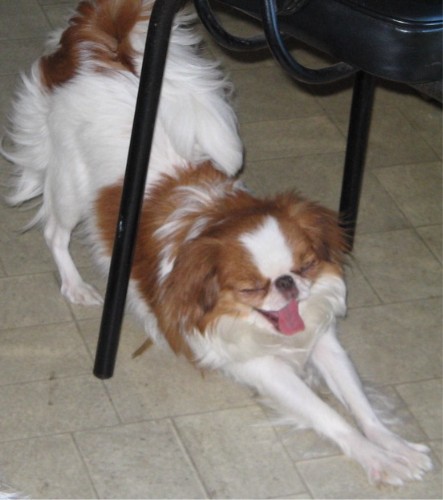 Vanatsuko luv unlimited (dite mooshette) de L'Arc d'Ashérat