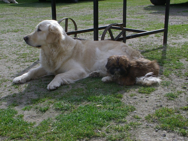Tina du jardin d'ardenne du dolmen de laye