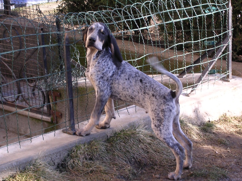 Publication : des Bauges du Senepy 