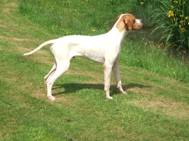 Bill jr de la cense aux lièvres