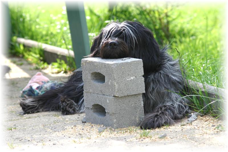 Publication : Flying Hotdogs 