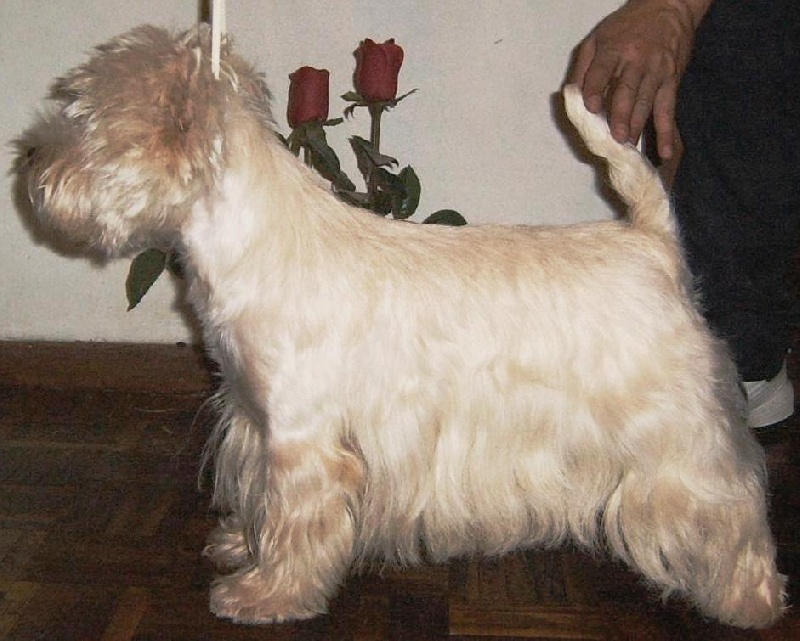 Publication : Nibheis 